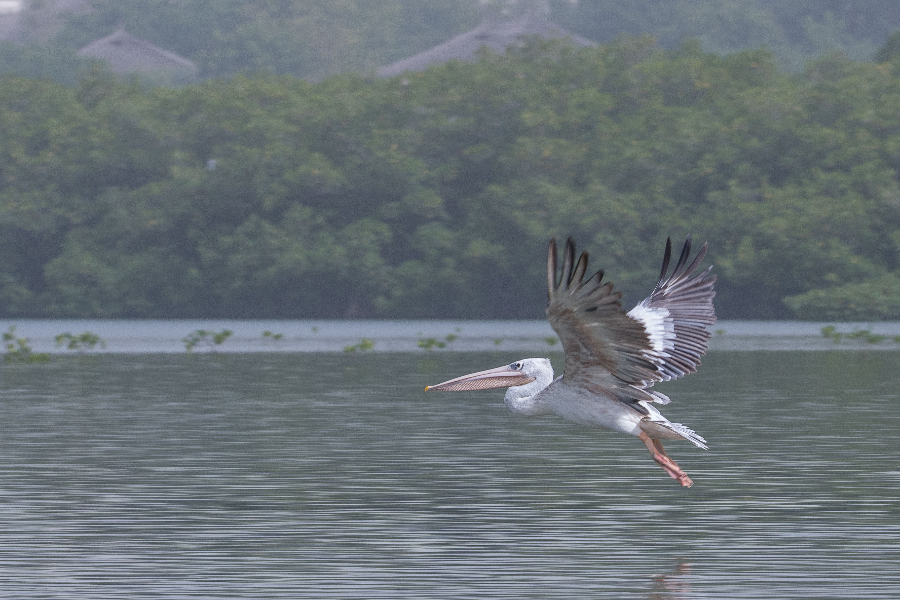 Pélican gris adulte (Pinked-backed pelican, Pelecanus rufescens) survolant l'un des bassins principaux de la Réserve Naturelle d'Intérêt Communautaire de la Somone.